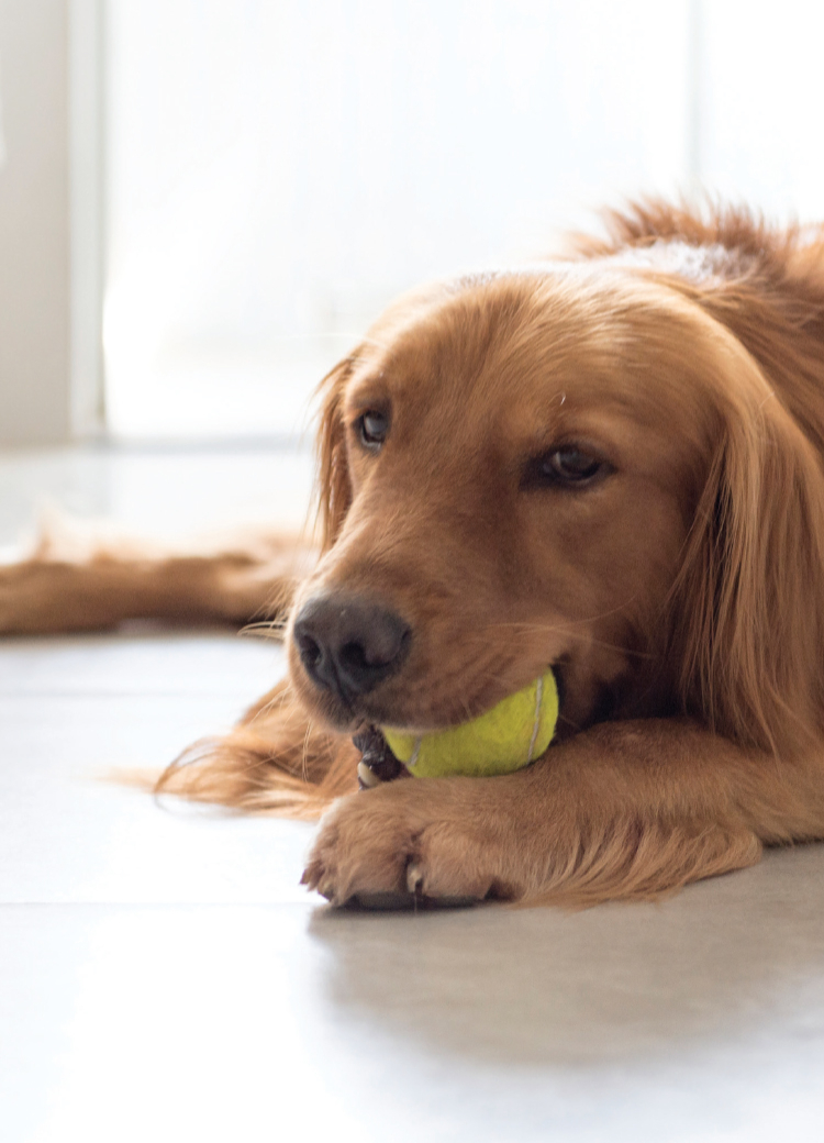 Golden Retriever chewing on tennis ball on white tile